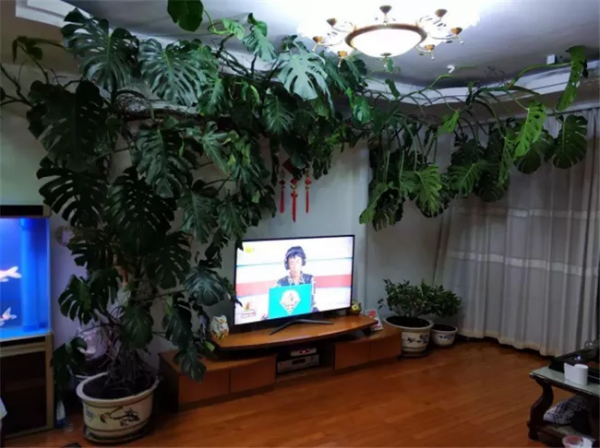 有錢人家的客廳，什麼花都可以不養，但這10種植物應該有