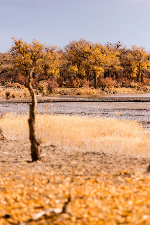 毫無懸念!今年最美的國內秋天,果然還是額濟納 毫無懸念!今年最美的國內秋天,果然還是額濟納
