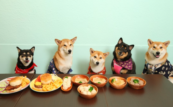 千億寵食市場增長迅猛，超10億融資廣受資本青睞