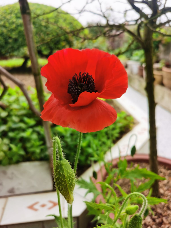 花也不能隨便種,要是“踩了雷”,可能惹來“牢獄之災” 花也不能隨便種,要是“踩了雷”,可能惹來“牢獄之災”