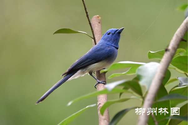 自帶枕頭的“藍精靈”