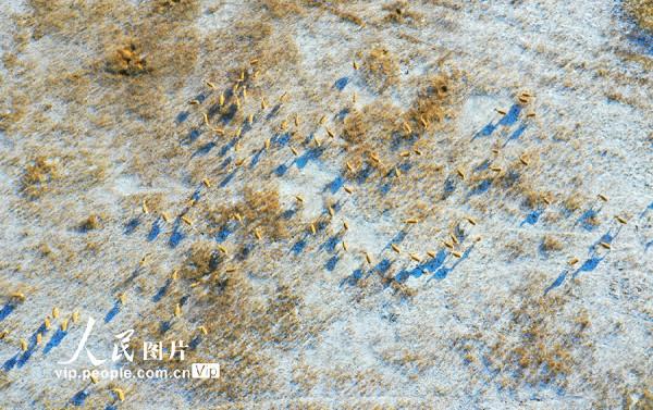 呼倫貝爾：野生黃羊遷徙忙