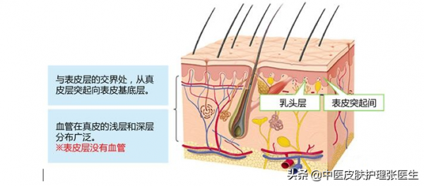 護膚從瞭解面板生物學結構開始 護膚從瞭解面板生物學結構開始
