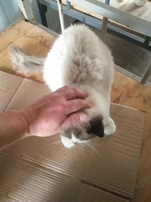 終於撿到貓了