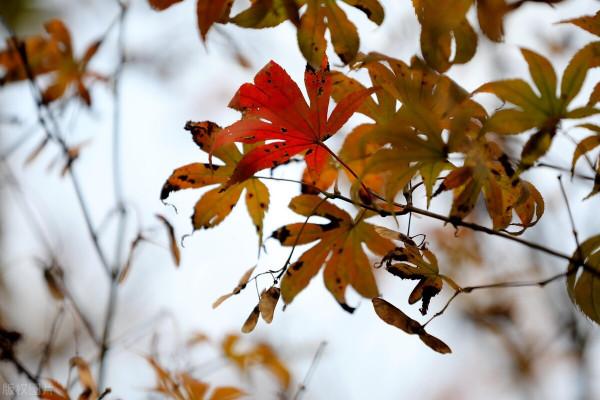 真兄弟，事兒上見