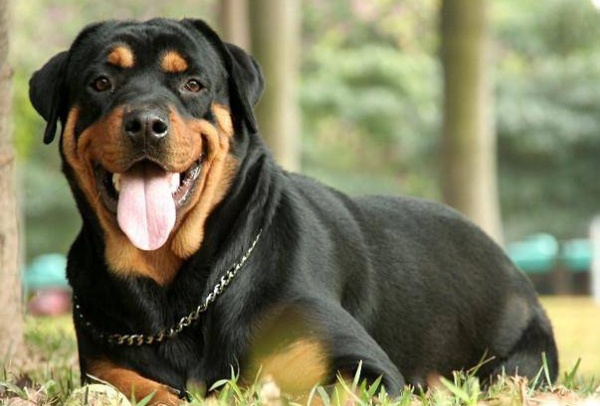 羅威納犬懷了寶寶，要如何醫護呢？你會了嗎？