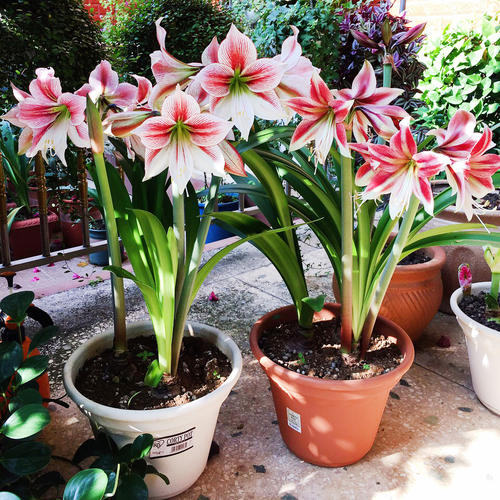 適合小盆養的“4種花”，小盆更精神，愛開花