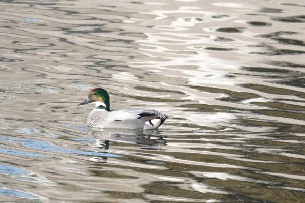 春節清河觀鳥記錄