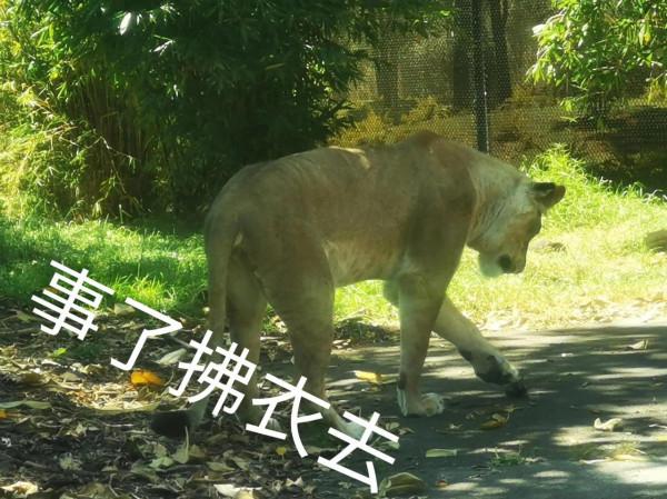 奧克蘭動物園一日遊