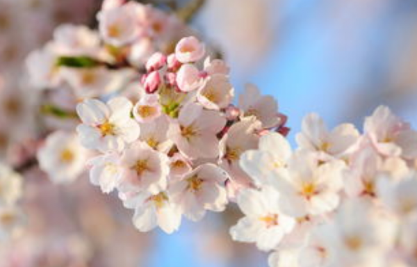 有一種高情商:不說,不評,不爭辯 有一種高情商:不說,不評,不爭辯