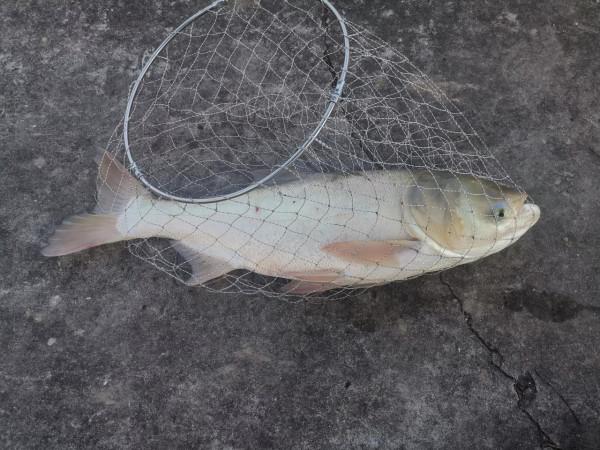 野塘釣鰱,中秋有樂 野塘釣鰱,中秋有樂