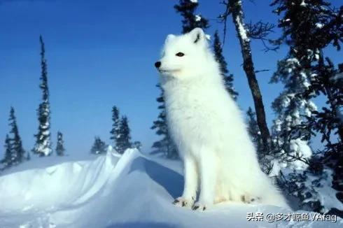 藍眸白狐國家一級保護動物