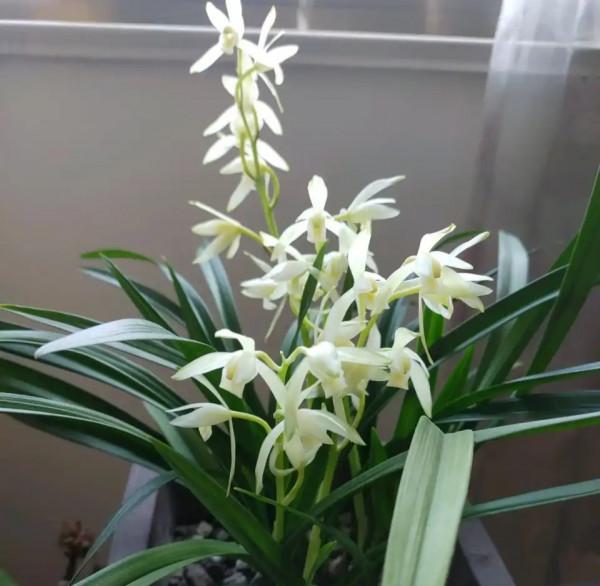 容易因多澆水而死的“18種花”，養不活都是由於手太勤