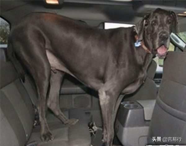 世界最高大的狗狗,高度達到2米多 世界最高大的狗狗,高度達到2米多