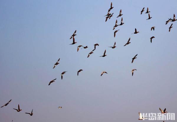 蒼鷺、海鷗、野鴨……候鳥大部隊集結白沙河