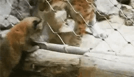 小猞猁找媽媽,猞媽:這傻兒子是我生的? 小猞猁找媽媽,猞媽:這傻兒子是我生的?