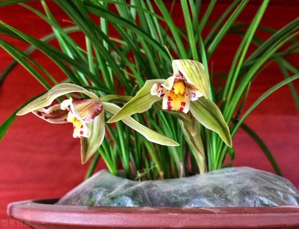 50種冬季裡開放的花卉，這些花最合適在冬季裡養