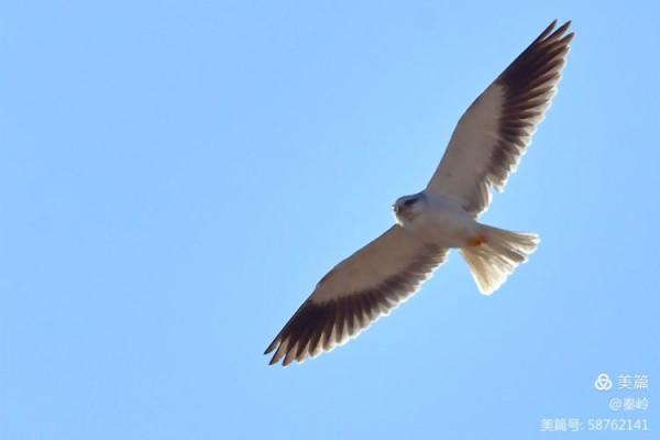 俊美空中小霸主“黑翅鳶”