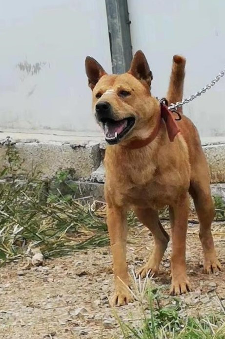 中華田園犬品種圖鑑 中華田園犬品種圖鑑