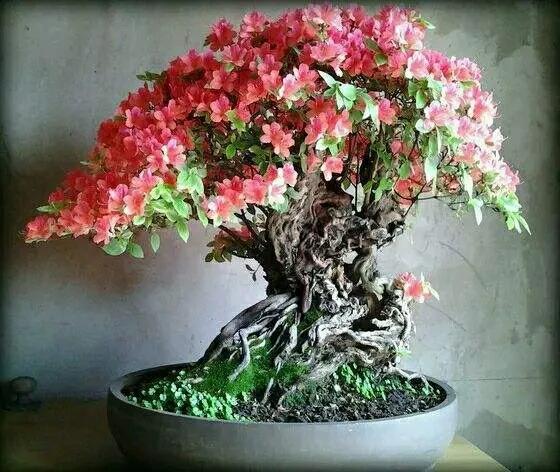 春節過後，打造唯美映山紅盆景，要注意這幾點（附圖）