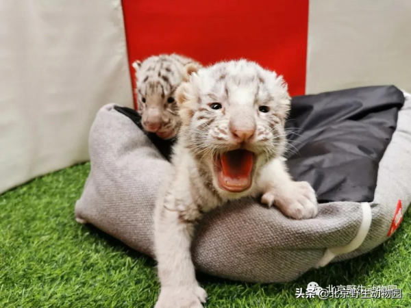 這樣與眾不同的&OpenCurlyDoubleQuote;大貓&rdquo;，你見過嗎