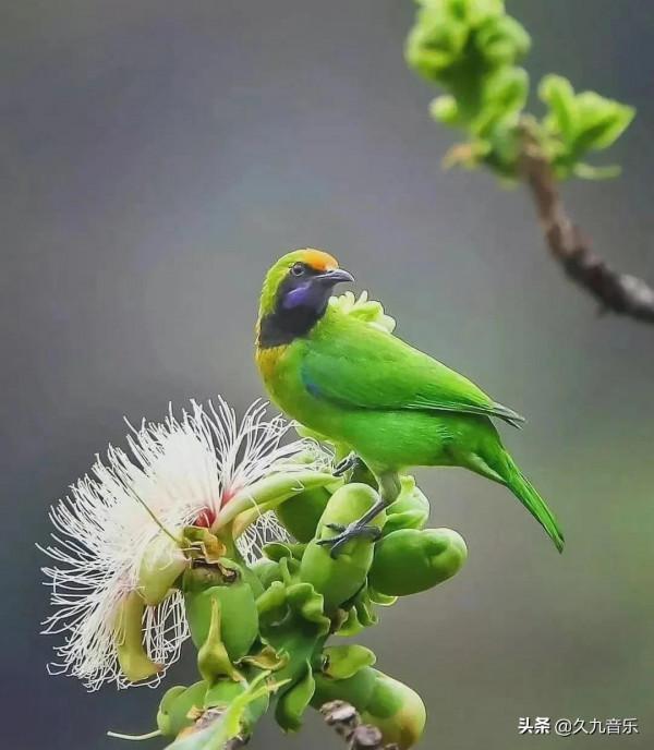 自然界最古靈精怪的精靈