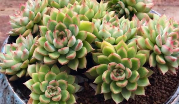 6種漂亮多肉,好養易爆盆,養10盆都不嫌多 6種漂亮多肉,好養易爆盆,養10盆都不嫌多