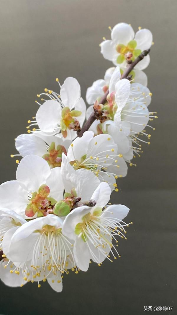 正月裡賞花過大年 正月裡賞花過大年