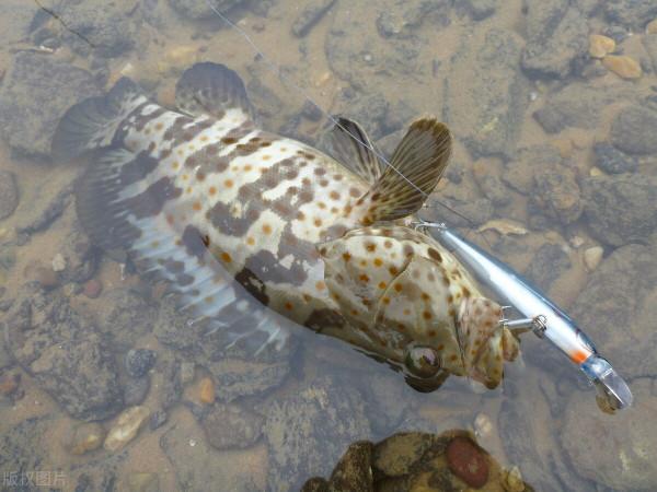 健身？不如來玩路亞