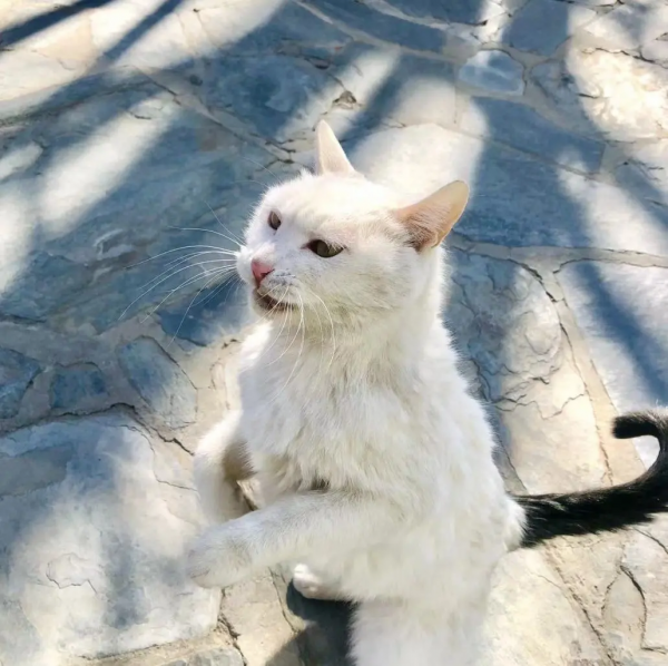 小貓咪都是怎樣&OpenCurlyDoubleQuote;爭寵&rdquo;的？