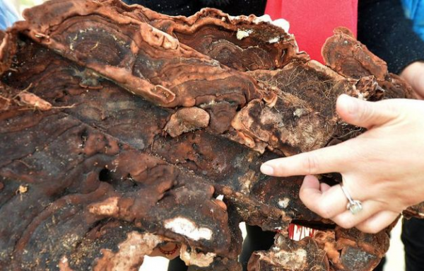 傳說中的“棺材菌”是什麼菌？遷墳發現超大棺材菌，專家：木腐菌