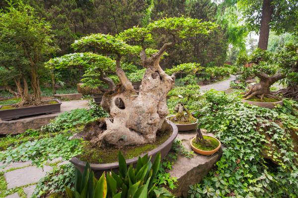 盆景也是一種傳統藝術