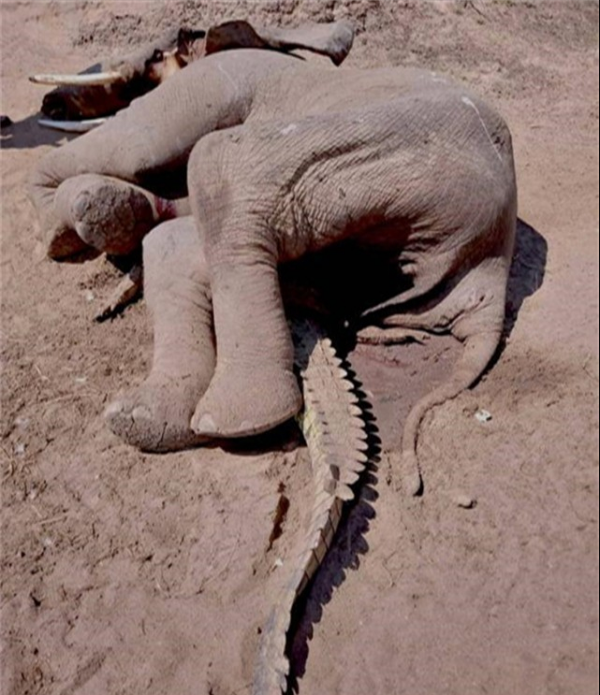 為什麼動物能夠預知死亡？貓會離家出走，象會尋找家族墓冢