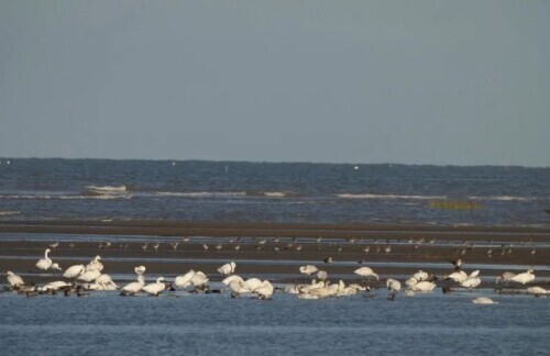 路上偶遇東北虎是什麼體驗？網友：大腦斧能有什麼壞心思呢