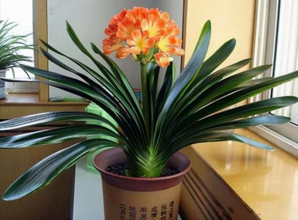 人養花,花亦養人!這11種能養人的“健康花”,建議至少養一種 人養花,花亦養人!這11種能養人的“健康花”,建議至少養一種
