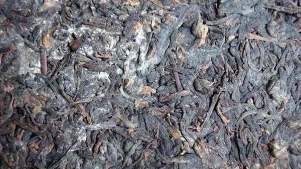 1克熟茶5億黴菌，喝熟茶等於喝髒水？普洱茶到底還能不能喝？