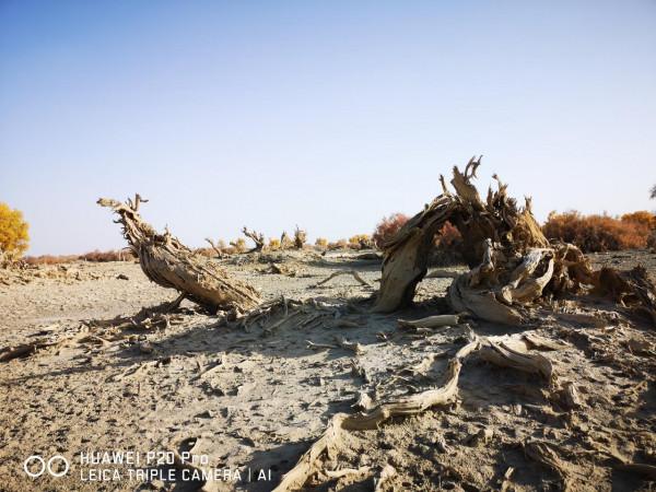 曾經無條件地拜倒在胡楊林的“腳”下
