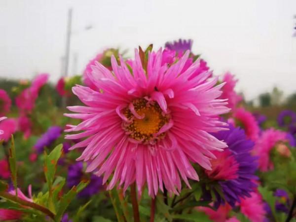 觀賞植物——翠菊 觀賞植物——翠菊