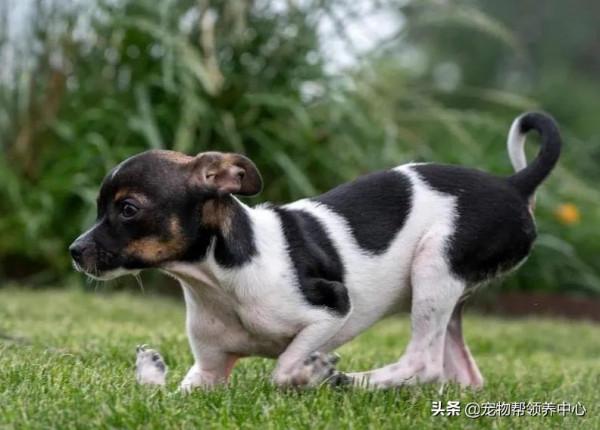 罕見畸形狗狗，許多獸醫沒把握，直到遇見他們，竟真有奇蹟