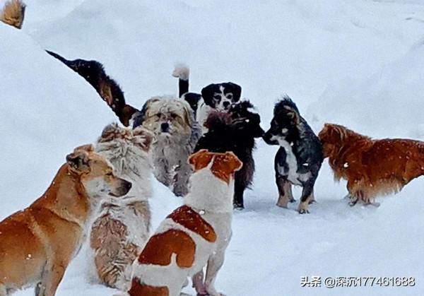 雪地裡的&OpenCurlyDoubleQuote;戰鬥&rdquo;