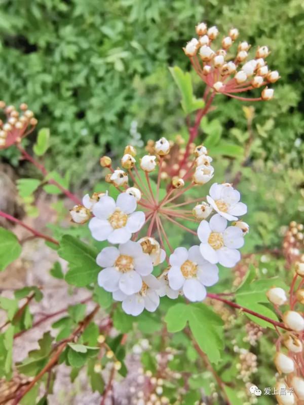 超全!京郊昌平人家門口賞景好去處,健康步道走起來 超全!京郊昌平人家門口賞景好去處,健康步道走起來