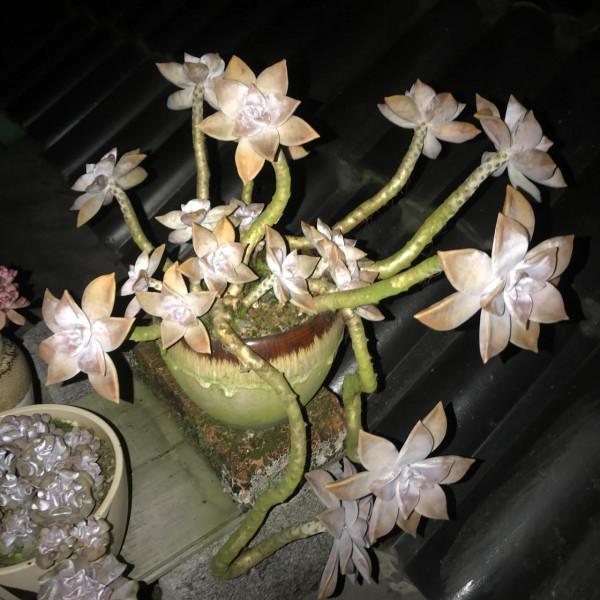 冬至前夕，晚上9點半的肉肉