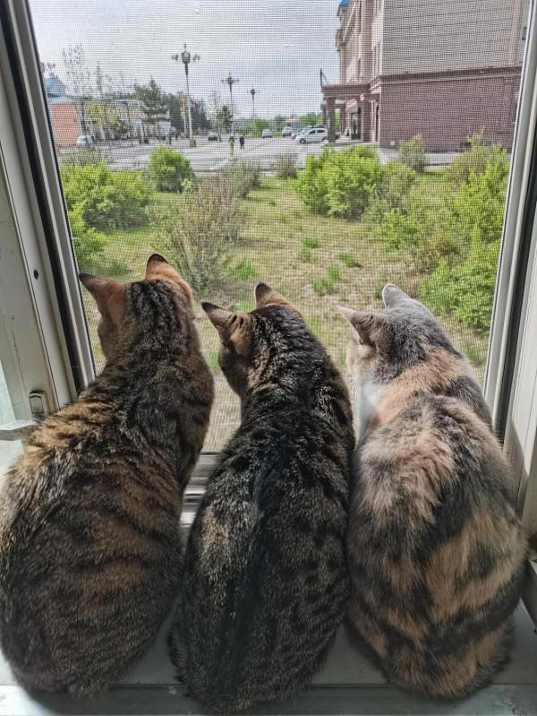 貓（狗）的情感和思維