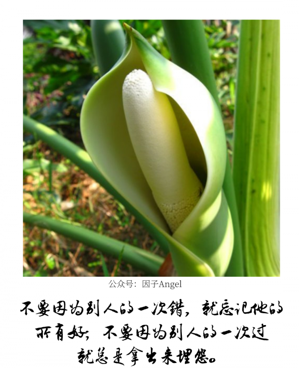 植物之36技&mdash;&mdash;熱