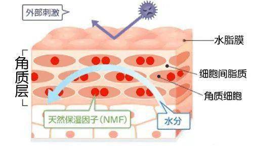 油敏肌還伴隨著痘痘，根本原因是面板屏障受損