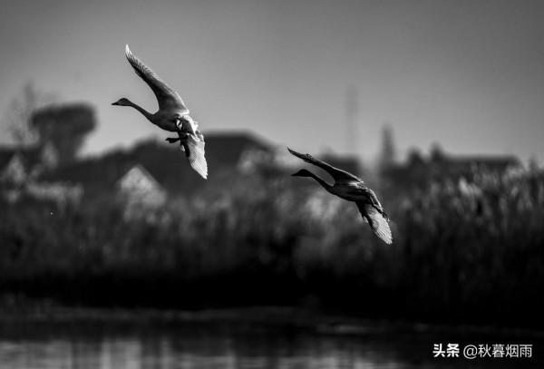 湖光秋月兩相和,潭面無風鏡未磨——美醉屈子生態溼地公園 湖光秋月兩相和,潭面無風鏡未磨——美醉屈子生態溼地公園