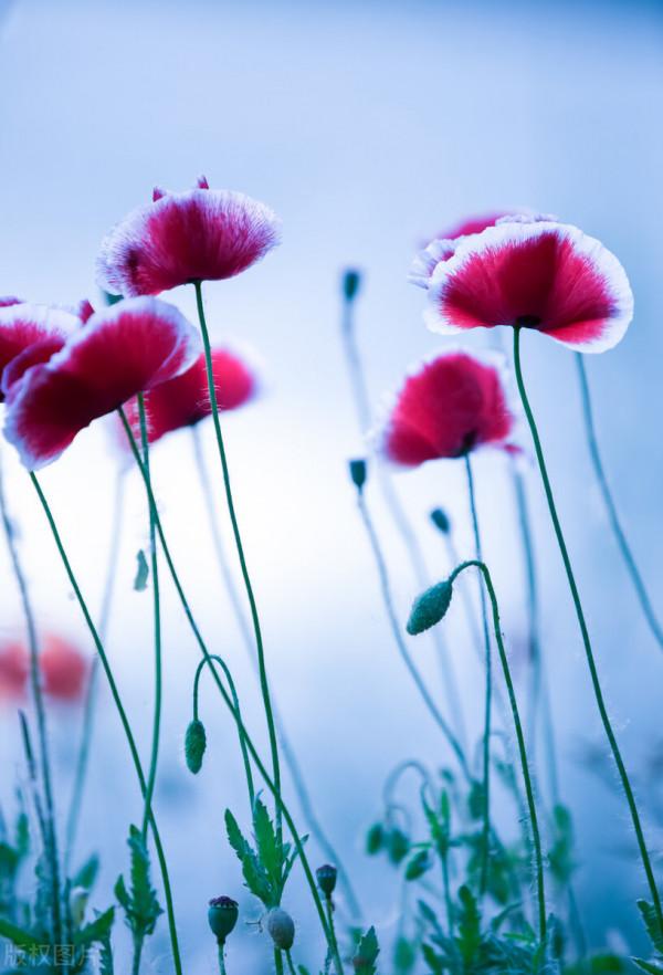 很獨特的花兒，不忍心獨享。你可能沒見過幾樣。有幾種你認識的？