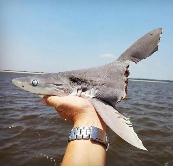 動物界中的龐然大物抓拍,都是動物界中的扛把子,無比壯觀震撼 動物界中的龐然大物抓拍,都是動物界中的扛把子,無比壯觀震撼