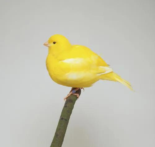 分享圖片&mdash;&mdash;美麗的金絲雀集錦