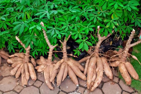 100種有毒的花和果，生活中很常見，出門要小心，避免受傷害